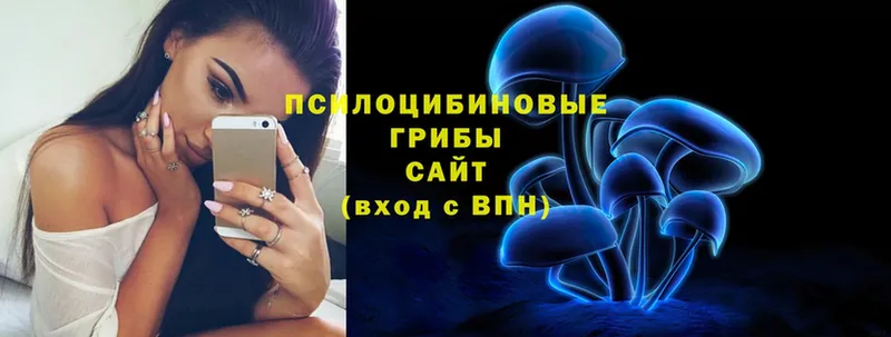 Галлюциногенные грибы Psilocybe  даркнет сайт  Воткинск 